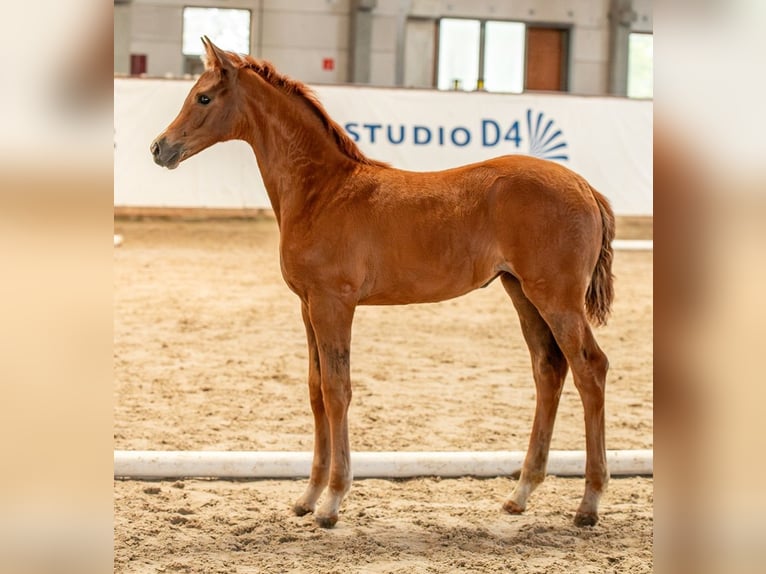 Deutsches Sportpferd Stute  Fuchs in Sch&#xF6;nebeck (Elbe)