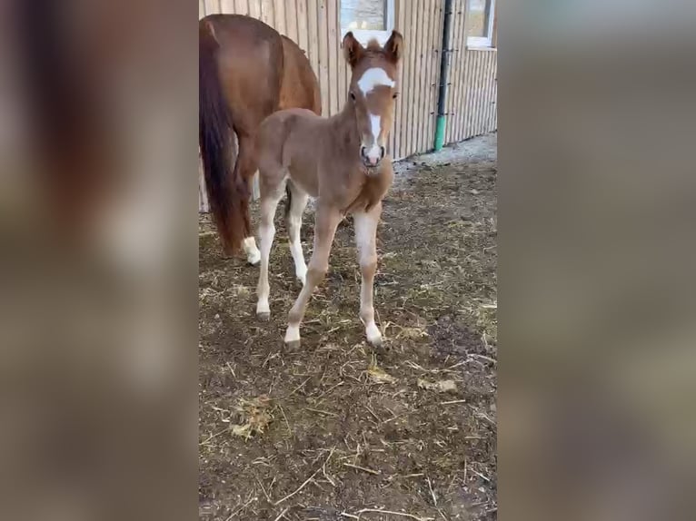 Deutsches Sportpferd Stute  Fuchs in Weil