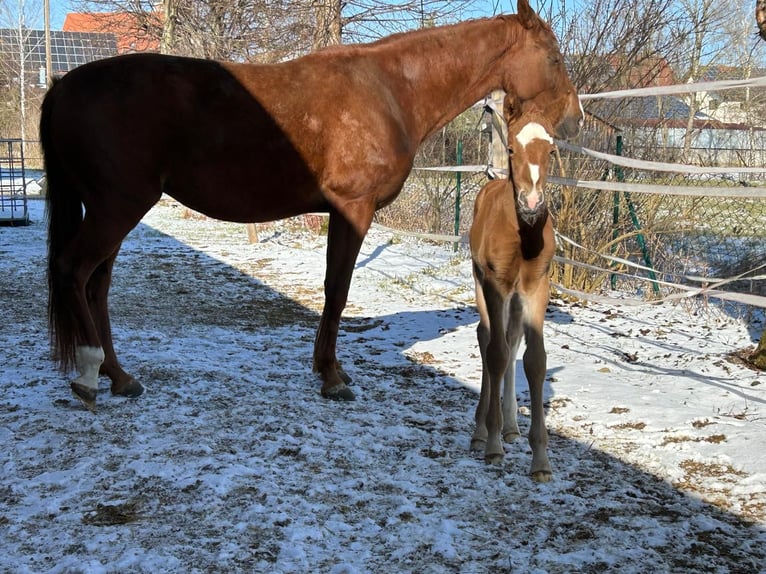 Deutsches Sportpferd Stute  Fuchs in Weil
