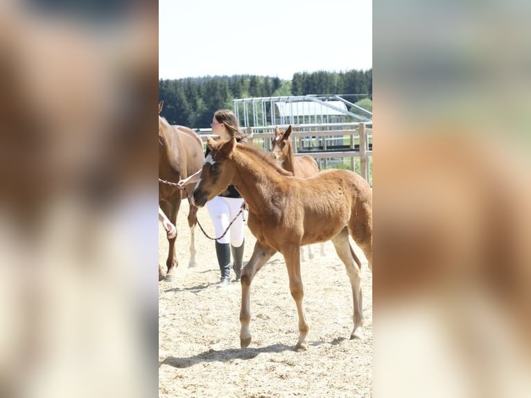 Deutsches Sportpferd Stute  Fuchs in Weil