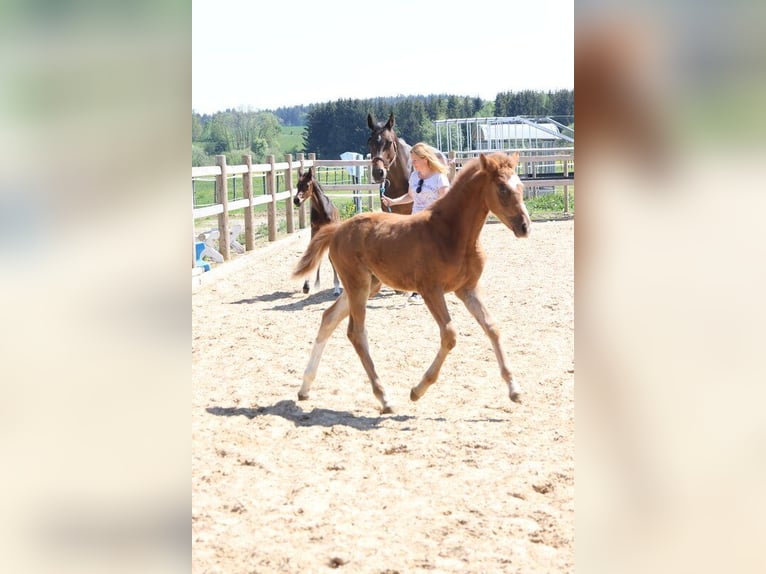 Deutsches Sportpferd Stute  Fuchs in Weil