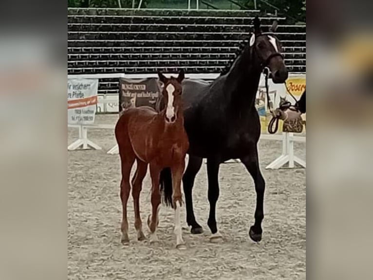 Deutsches Sportpferd Stute Fohlen (03/2024) Fuchs in Balingen