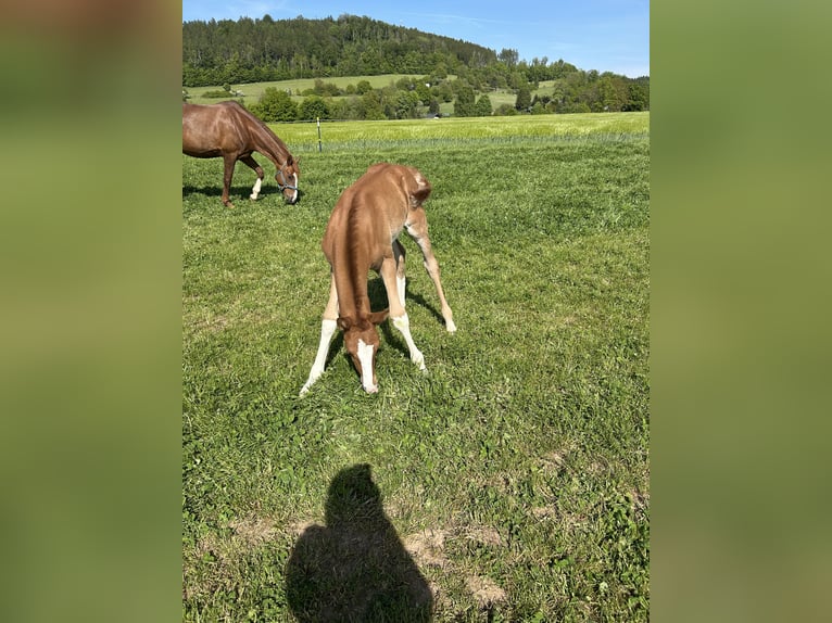 Deutsches Sportpferd Stute  Fuchs in Gro&#xDF;schirma
