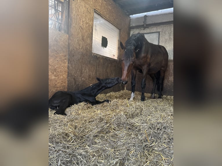 Deutsches Sportpferd Stute  Kann Schimmel werden in Joachimsthal