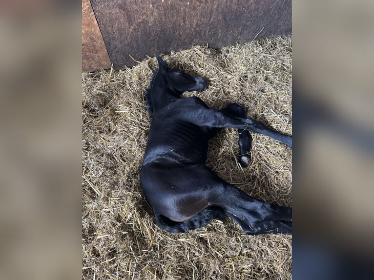 Deutsches Sportpferd Stute  Kann Schimmel werden in Joachimsthal