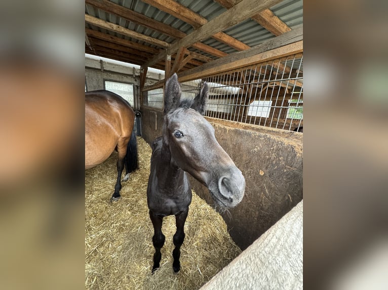 Deutsches Sportpferd Stute  Kann Schimmel werden in Joachimsthal