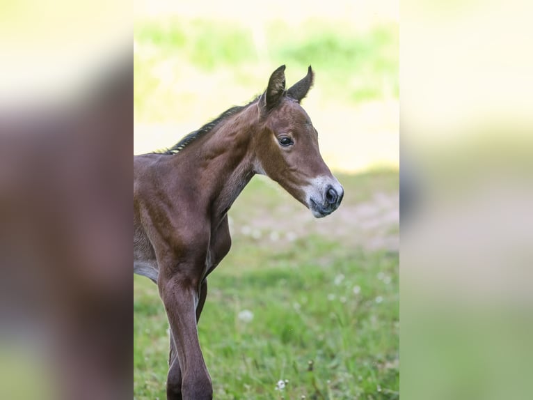 Deutsches Sportpferd Stute Fohlen (04/2024) Kann Schimmel werden in Bad Sulza