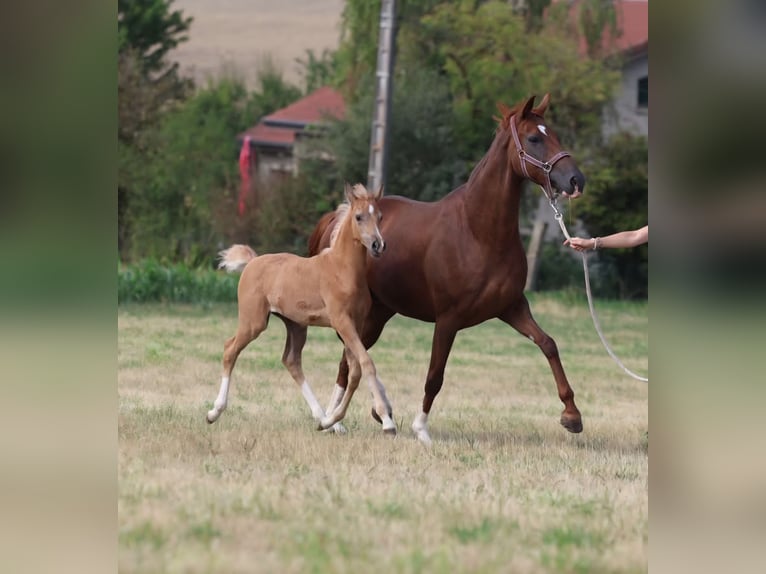 Deutsches Sportpferd Stute Fohlen (06/2026) Palomino in Sarrebourg