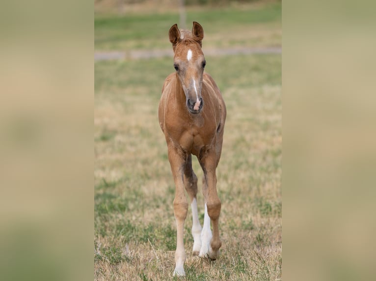 Deutsches Sportpferd Stute Fohlen (06/2026) Palomino in Sarrebourg