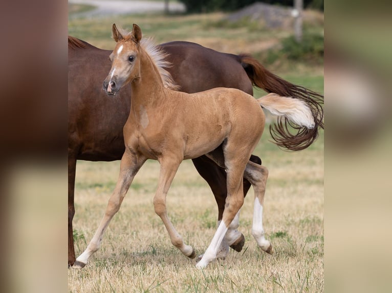 Deutsches Sportpferd Stute Fohlen (06/2026) Palomino in Sarrebourg