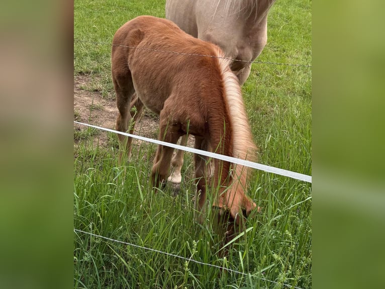 Deutsches Sportpferd Stute Fohlen (02/2026) Palomino in Heistenbach