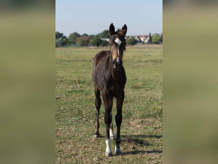 Deutsches Sportpferd Stute Fohlen (05/2024) Rappe in Barby