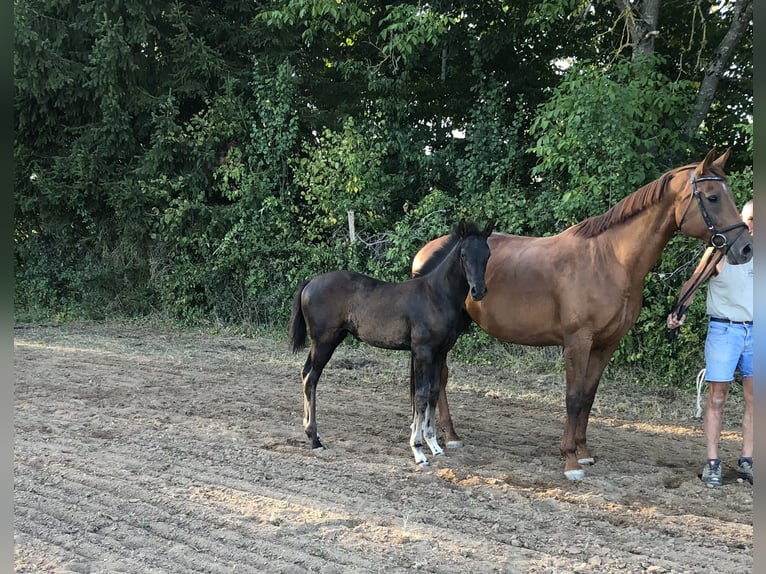 Deutsches Sportpferd Stute Fohlen (05/2026) Rappe in Neuler