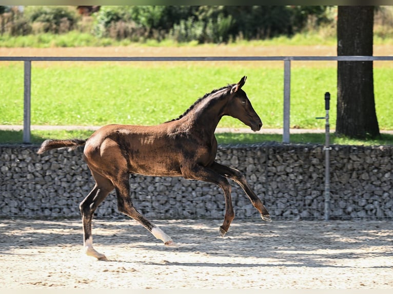 Deutsches Sportpferd Stute Fohlen (05/2025) Rappe in Siegenburg