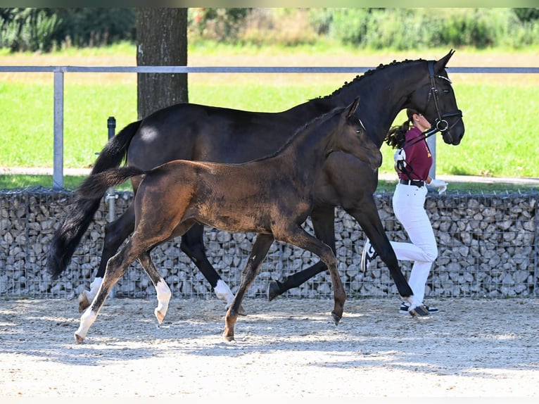 Deutsches Sportpferd Stute Fohlen (05/2025) Rappe in Siegenburg