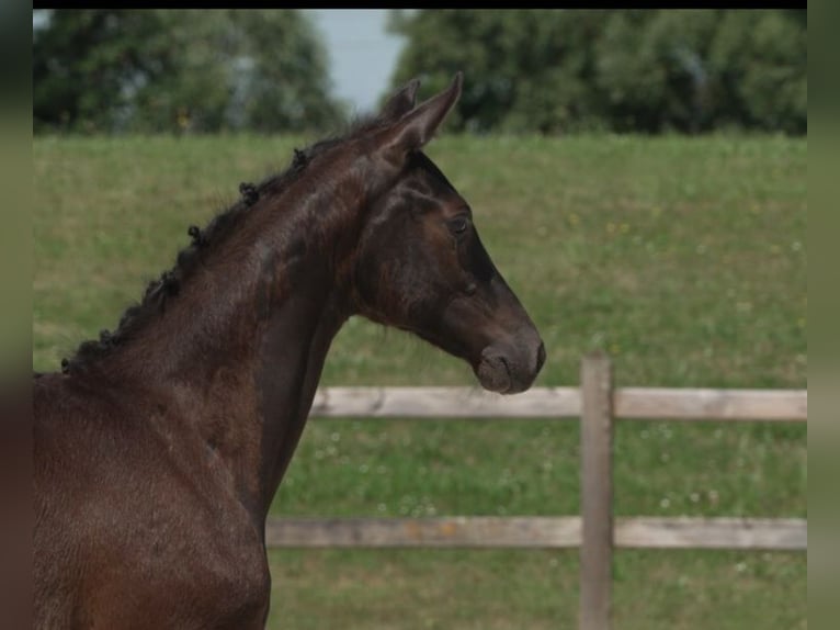 Deutsches Sportpferd Stute  Rappe in Steinach