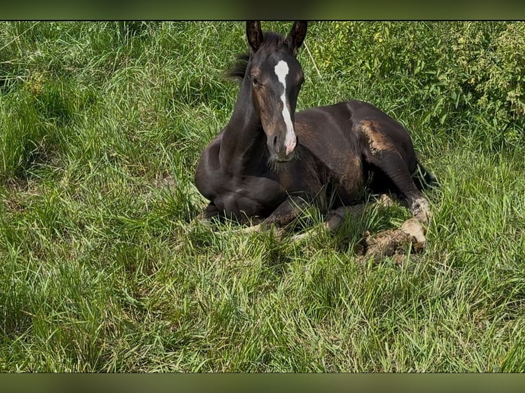 Deutsches Sportpferd Stute Fohlen (05/2025) Rappe in Osterburg