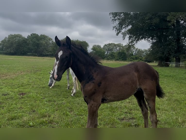 Deutsches Sportpferd Stute Fohlen (05/2025) Rappe in Osterburg