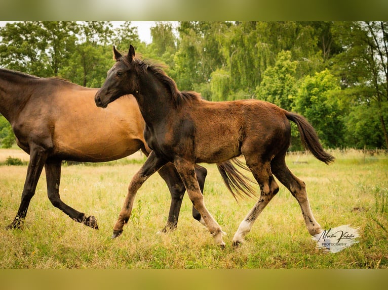 Deutsches Sportpferd Stute Fohlen (02/2025) Rappe in Hohenbocker