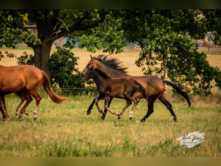 Deutsches Sportpferd Stute Fohlen (02/2025) Rappe in Hohenbocker