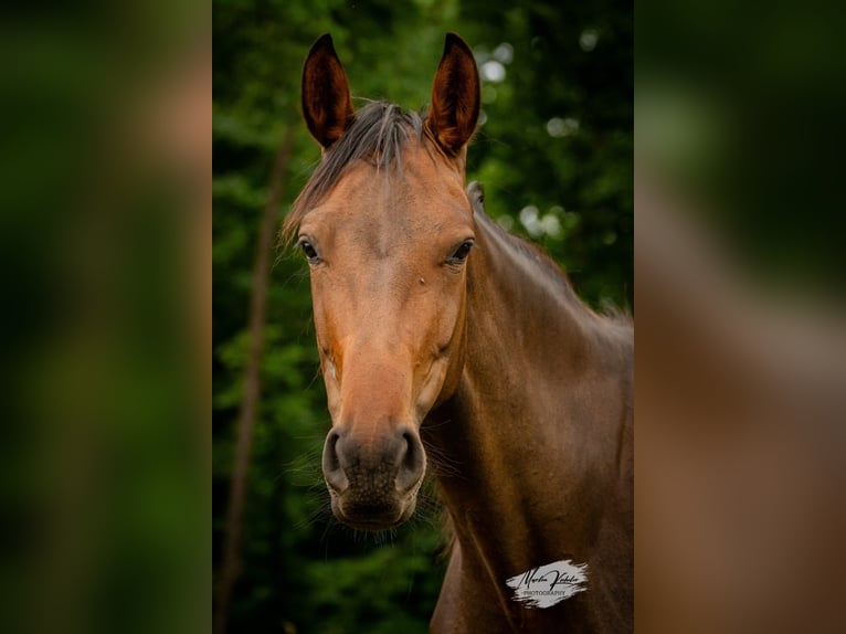 Deutsches Sportpferd Stute Fohlen (02/2025) Rappe in Hohenbocker