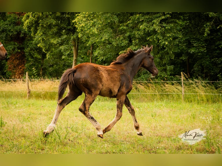 Deutsches Sportpferd Stute Fohlen (02/2025) Rappe in Hohenbocker