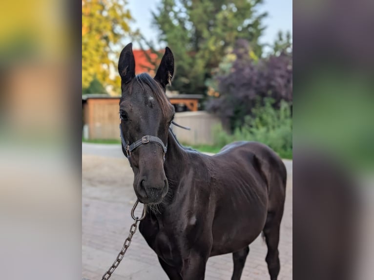 Deutsches Sportpferd Stute Fohlen (02/2025) Rappe in Hohenbocker