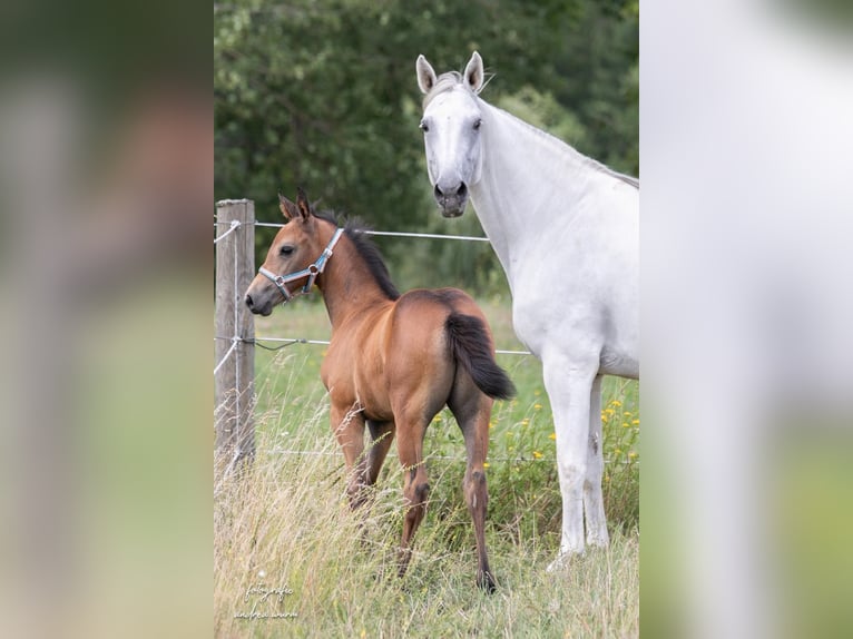 Deutsches Sportpferd Stute Fohlen (05/2026) Schimmel in Kirchroth