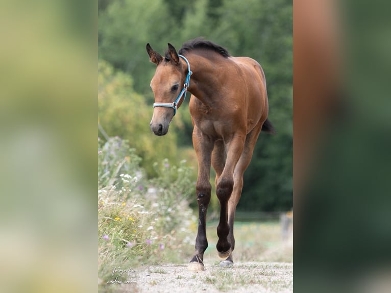Deutsches Sportpferd Stute Fohlen (05/2026) Schimmel in Kirchroth