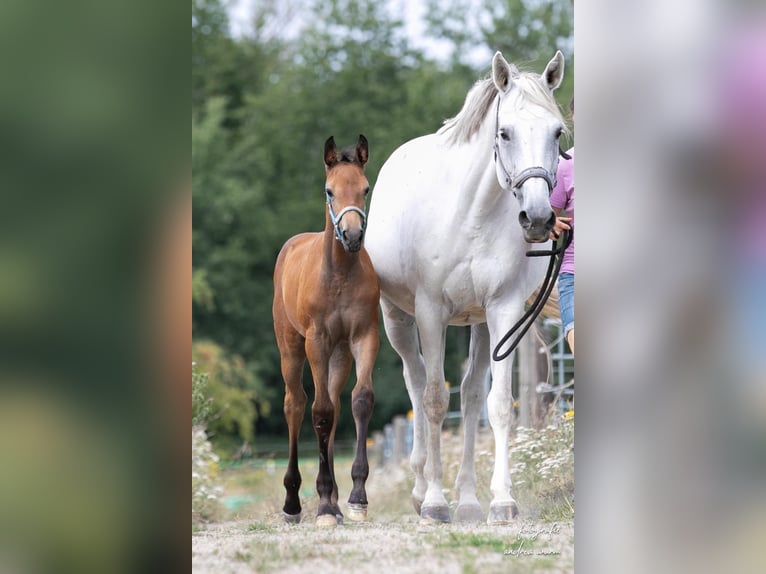Deutsches Sportpferd Stute Fohlen (05/2026) Schimmel in Kirchroth