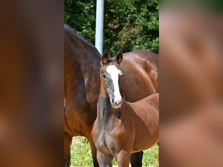 Deutsches Sportpferd Stute Fohlen (05/2024) Schimmel in Fronhofen