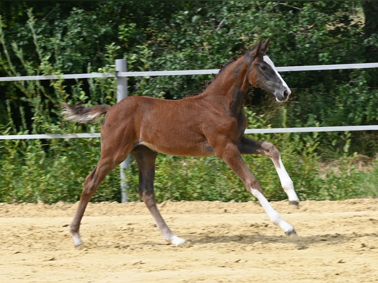 Deutsches Sportpferd Stute Fohlen (05/2024) Schimmel in Fronhofen