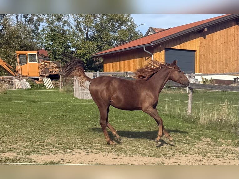 Deutsches Sportpferd Stute Fohlen (05/2026) Schimmel in Zachenberg