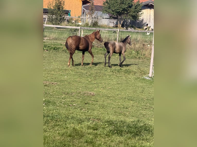 Deutsches Sportpferd Stute Fohlen (05/2026) Schimmel in Zachenberg