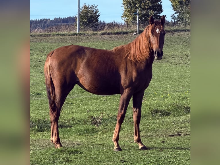 Deutsches Sportpferd Stute Fohlen (05/2026) Schimmel in Zachenberg