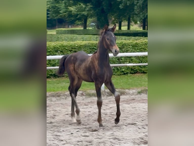 Deutsches Sportpferd Stute Fohlen (05/2026) Schwarzbrauner in Amt Creuzburg, OT Mihla