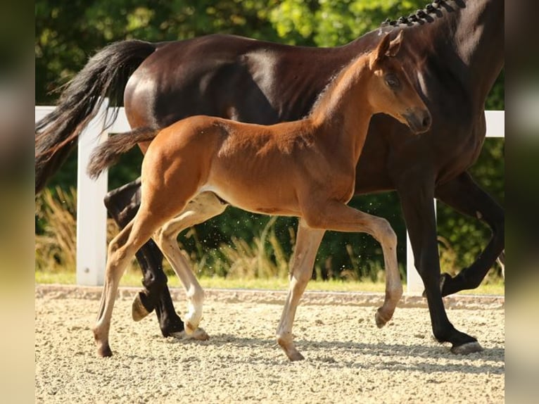 Deutsches Sportpferd Stute Fohlen (05/2025) Schwarzbrauner in Moritzburg