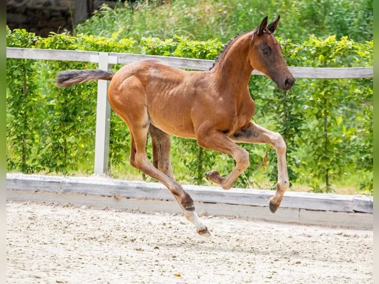 Deutsches Sportpferd Stute Fohlen (05/2025) Schwarzbrauner in Moritzburg