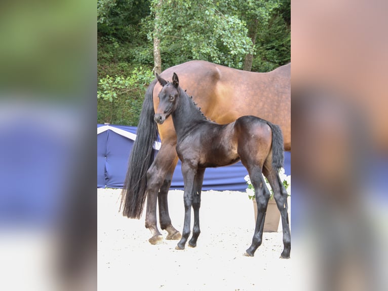 Deutsches Sportpferd Stute Fohlen (06/2026) Schwarzbrauner in Niederstetten