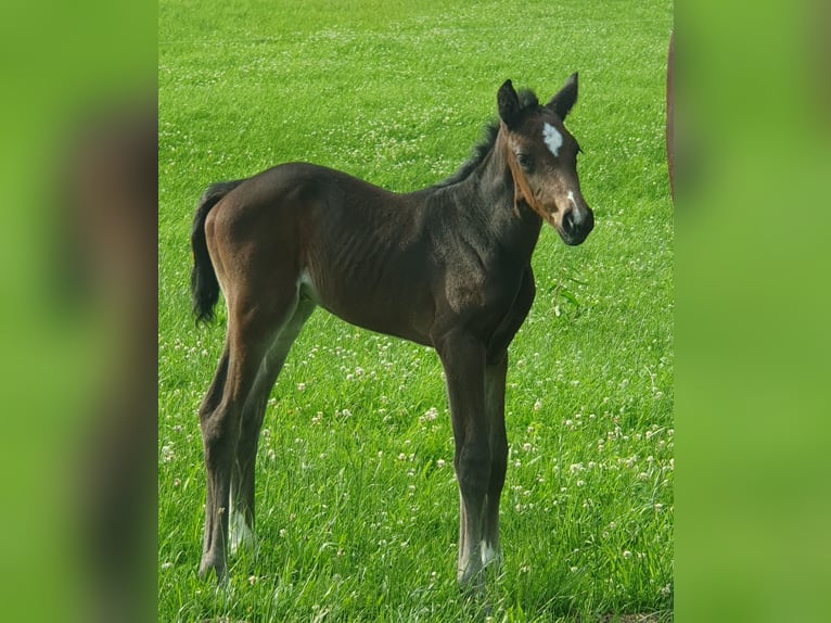 Deutsches Sportpferd Stute Fohlen (06/2024) Schwarzbrauner in Geithain