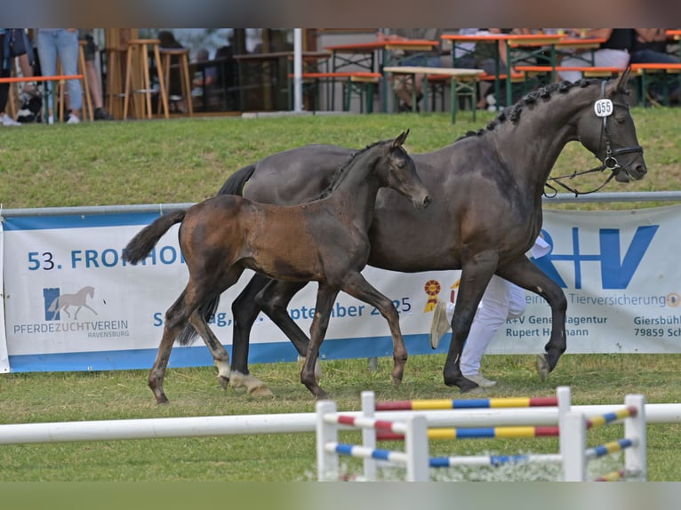 Deutsches Sportpferd Stute Fohlen (04/2025) Schwarzbrauner in Fronhofen