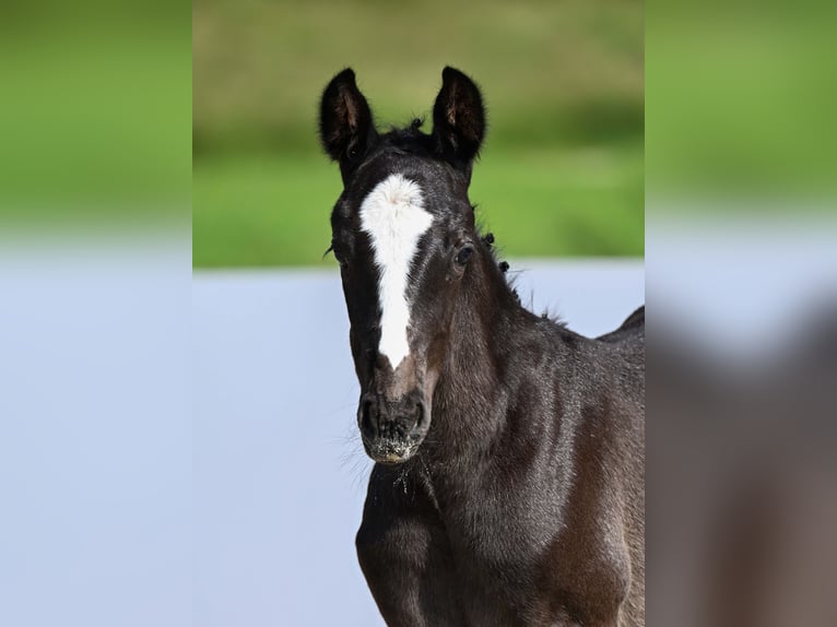 Deutsches Sportpferd Stute Fohlen (05/2025) Schwarzbrauner in Gomadingen