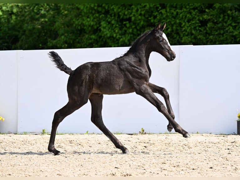 Deutsches Sportpferd Stute Fohlen (05/2025) Schwarzbrauner in Gomadingen