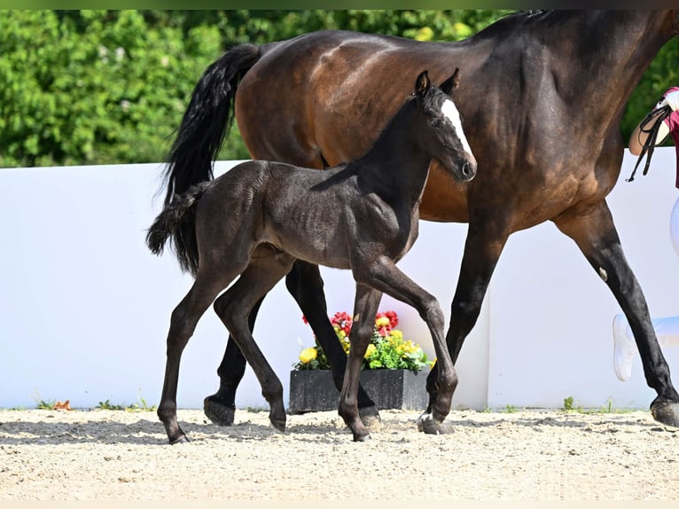 Deutsches Sportpferd Stute Fohlen (05/2025) Schwarzbrauner in Gomadingen