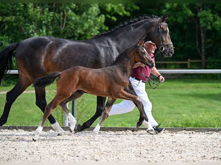 Deutsches Sportpferd Stute  Schwarzbrauner in Castell