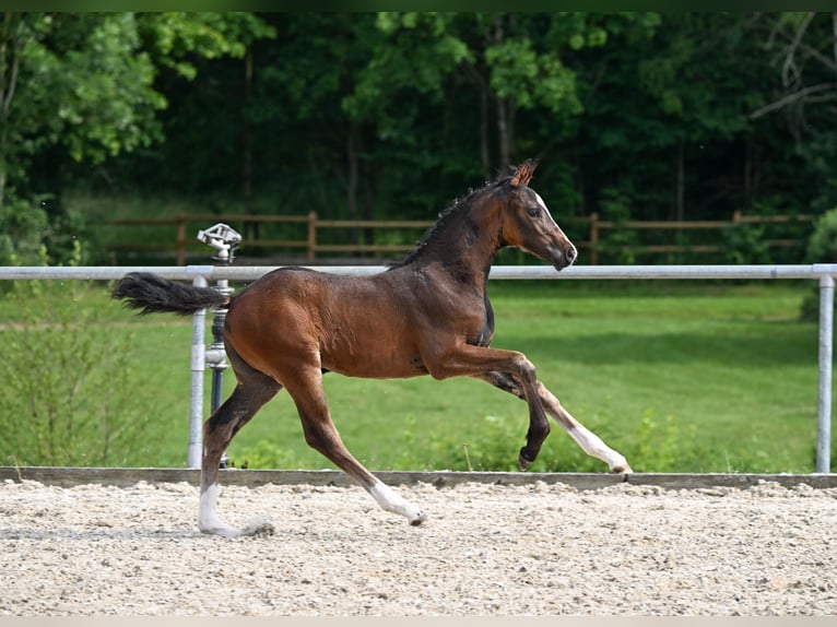 Deutsches Sportpferd Stute  Schwarzbrauner in Castell
