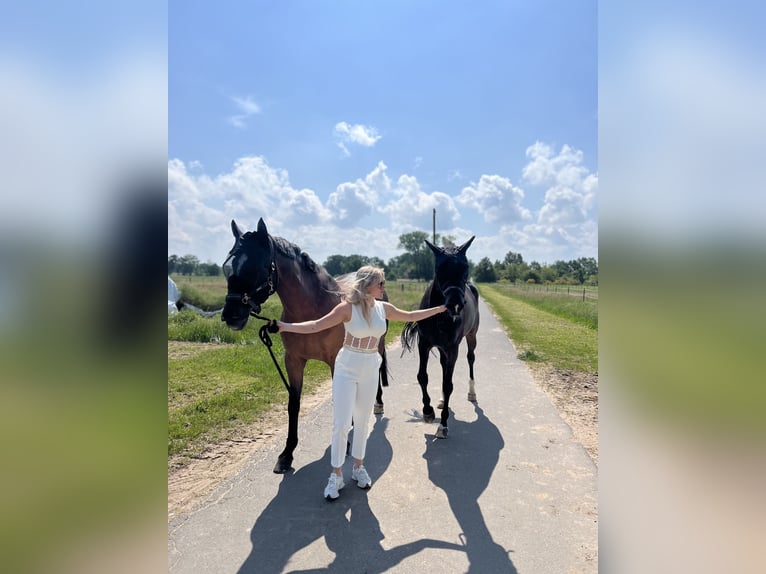 Deutsches Sportpferd Stute Fohlen (01/2026) in Darmstadt