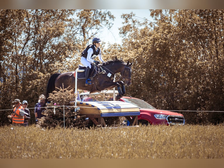 Deutsches Sportpferd Stute Fohlen (01/2026) in Darmstadt