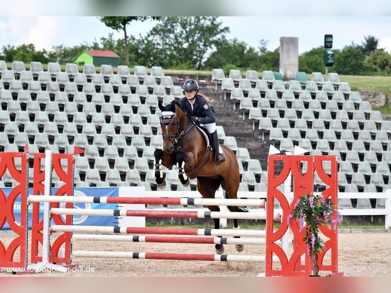Deutsches Sportpferd Stute Fohlen (01/2026) in Darmstadt