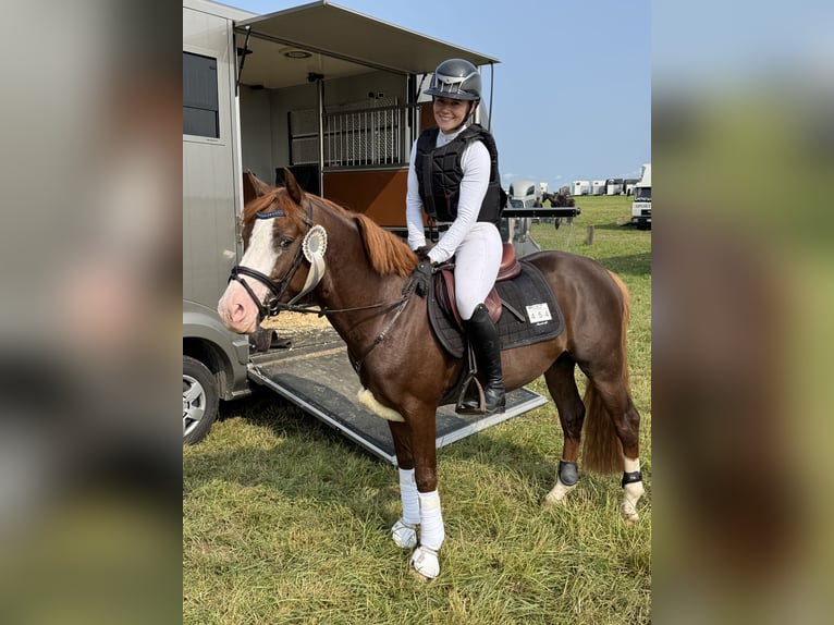 Deutsches Sportpferd Stute Fohlen (01/2026) in Darmstadt